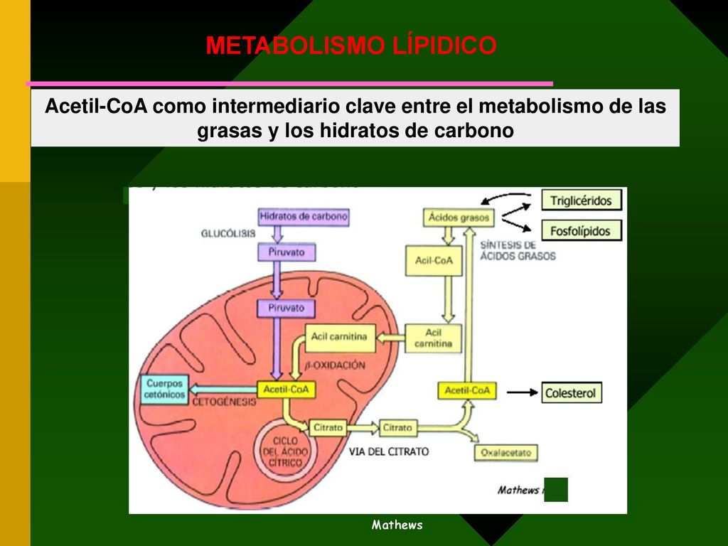 METABOLISMO LÍPIDICO Acetil-CoA como intermediario clave entre el metabolismo de las grasas y los hidratos de carbono.