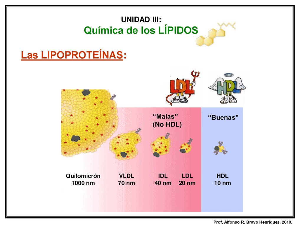 Química de los LÍPIDOS Las LIPOPROTEÍNAS: UNIDAD III: Malas Buenas