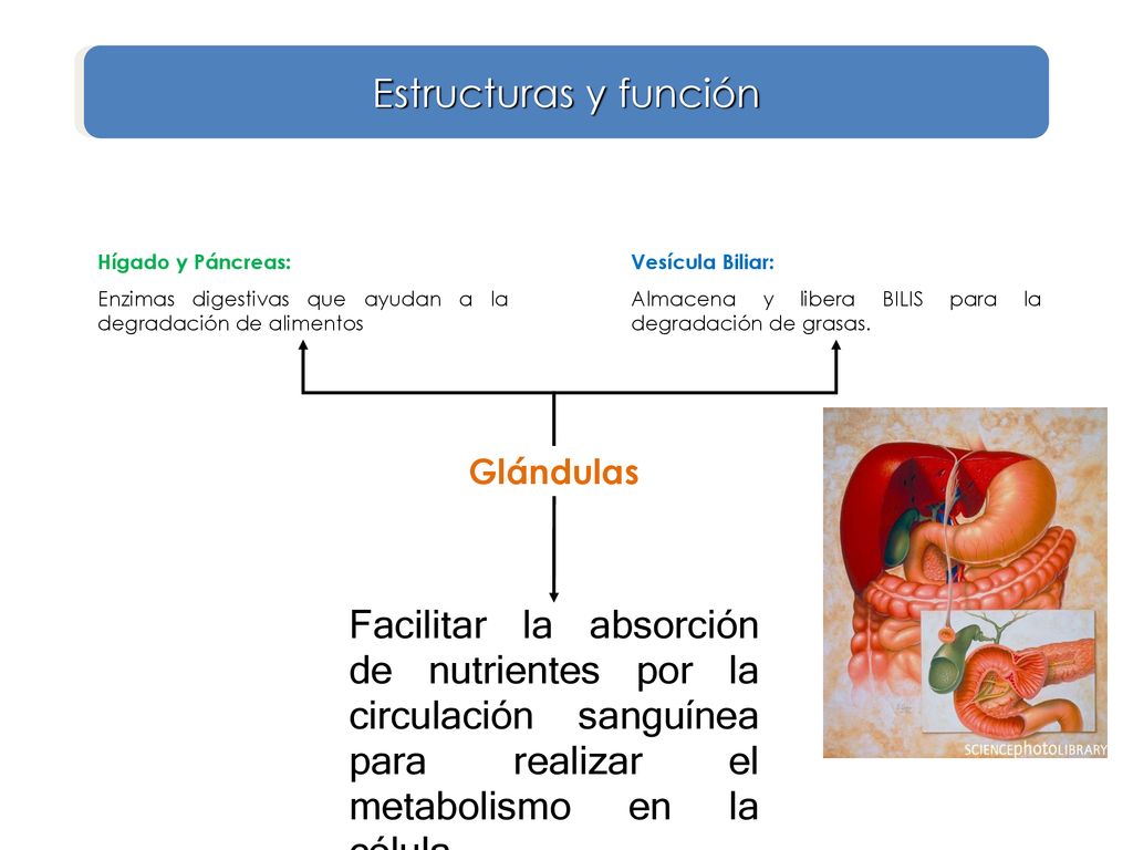 Estructuras y función Hígado y Páncreas: Enzimas digestivas que ayudan a la degradación de alimentos.