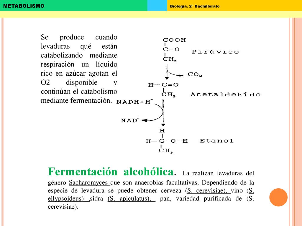 Se produce cuando levaduras qué están catabolizando mediante respiración un líquido rico en azúcar agotan el O2 disponible y continúan el catabolismo mediante fermentación.