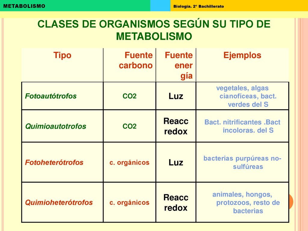 CLASES DE ORGANISMOS SEGÚN SU TIPO DE METABOLISMO