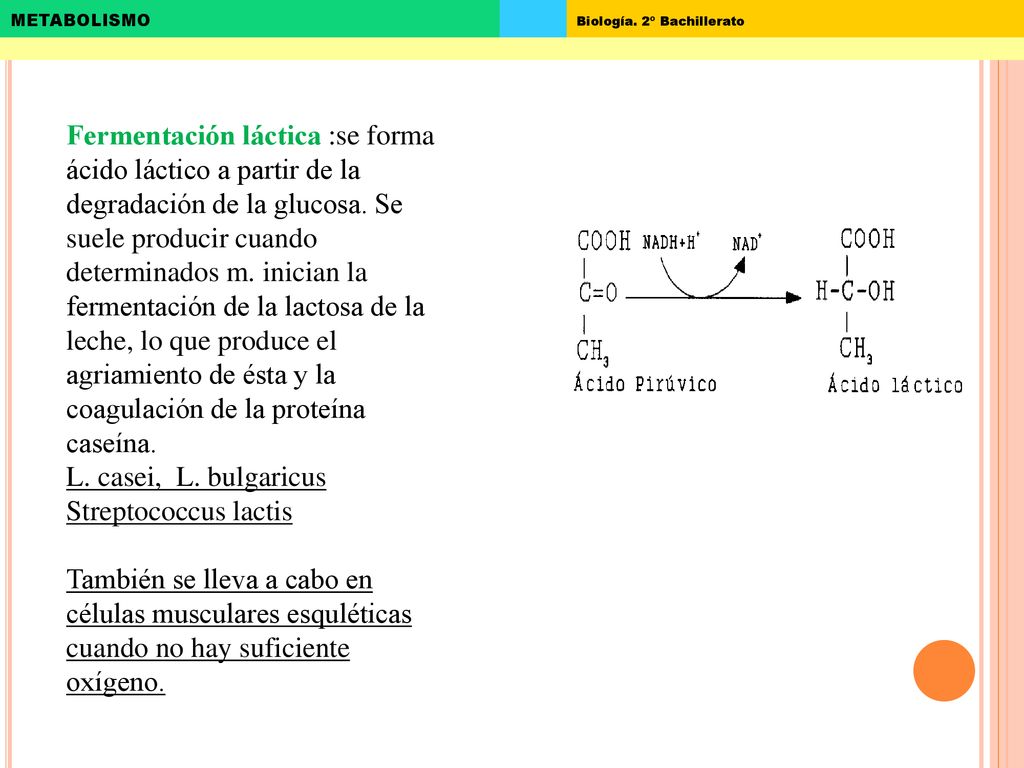 Fermentación láctica :se forma ácido láctico a partir de la degradación de la glucosa. Se suele producir cuando determinados m. inician la fermentación de la lactosa de la leche, lo que produce el agriamiento de ésta y la coagulación de la proteína caseína.