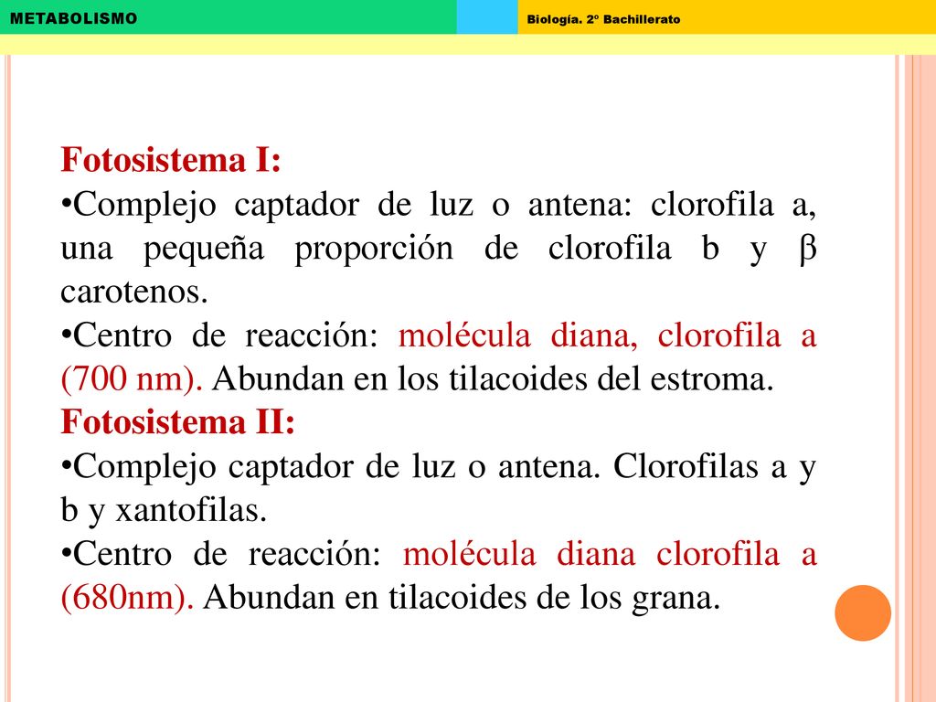 Fotosistema I: Complejo captador de luz o antena: clorofila a, una pequeña proporción de clorofila b y β carotenos.