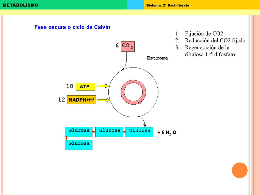 Fijación de CO2 Reducción del CO2 fijado Regeneración de la ribulosa 1-5 difosfato