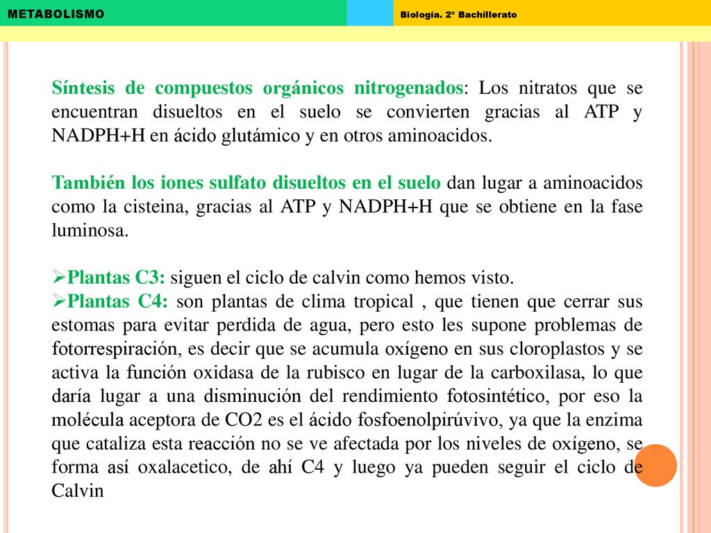 Síntesis de compuestos orgánicos nitrogenados: Los nitratos que se encuentran disueltos en el suelo se convierten gracias al ATP y NADPH+H en ácido glutámico y en otros aminoacidos.