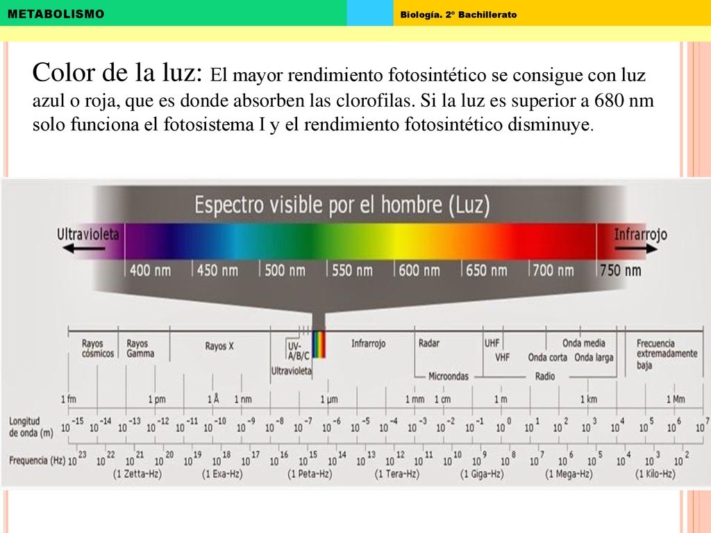 Color de la luz: El mayor rendimiento fotosintético se consigue con luz azul o roja, que es donde absorben las clorofilas.