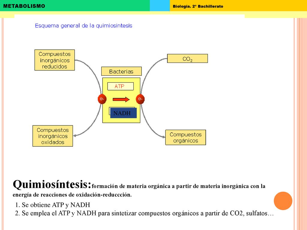 NADH Quimiosíntesis:formación de materia orgánica a partir de materia inorgánica con la energía de reacciones de oxidación-reduccción.