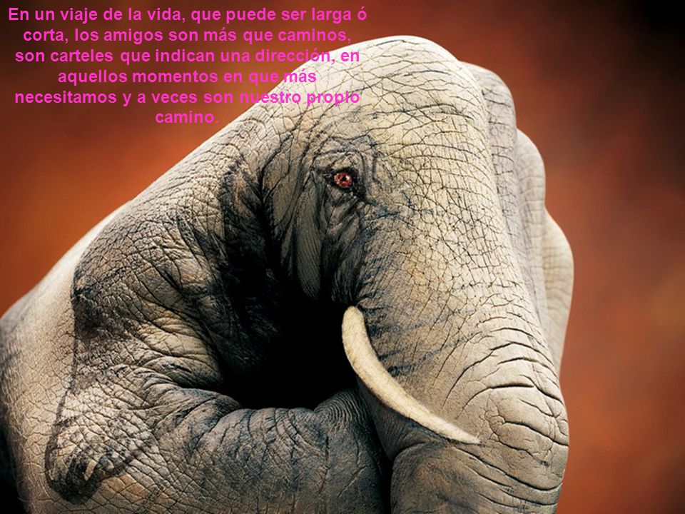 En un viaje de la vida, que puede ser larga ó corta, los amigos son más que caminos, son carteles que indican una dirección, en aquellos momentos en que más necesitamos y a veces son nuestro propio camino.
