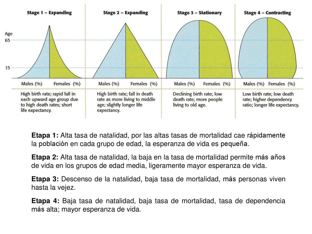 Etapa 1: Alta tasa de natalidad, por las altas tasas de mortalidad cae rápidamente la población en cada grupo de edad, la esperanza de vida es pequeña.