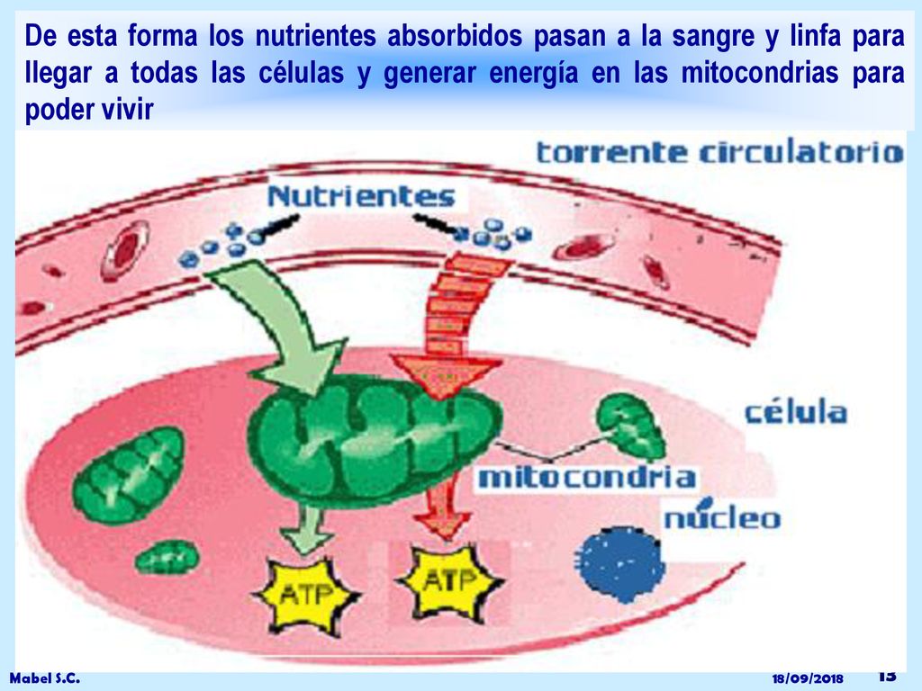 De esta forma los nutrientes absorbidos pasan a la sangre y linfa para llegar a todas las células y generar energía en las mitocondrias para poder vivir