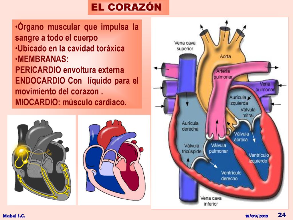 EL CORAZÓN Órgano muscular que impulsa la sangre a todo el cuerpo