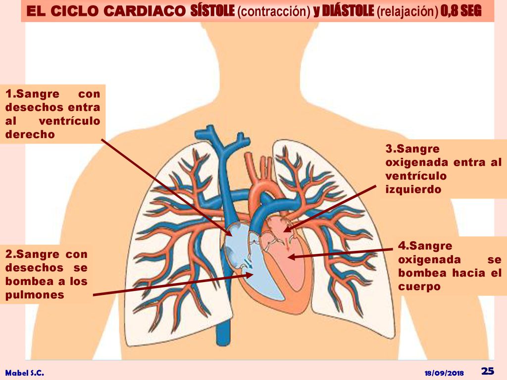 EL CICLO CARDIACO SÍSTOLE (contracción) y DIÁSTOLE (relajación) 0,8 SEG