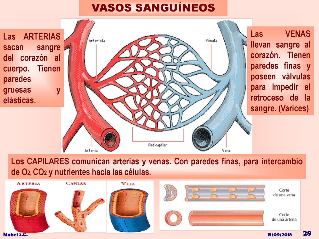 VASOS SANGUÍNEOS Las VENAS llevan sangre al corazón. Tienen paredes finas y poseen válvulas para impedir el retroceso de la sangre. (Varices)