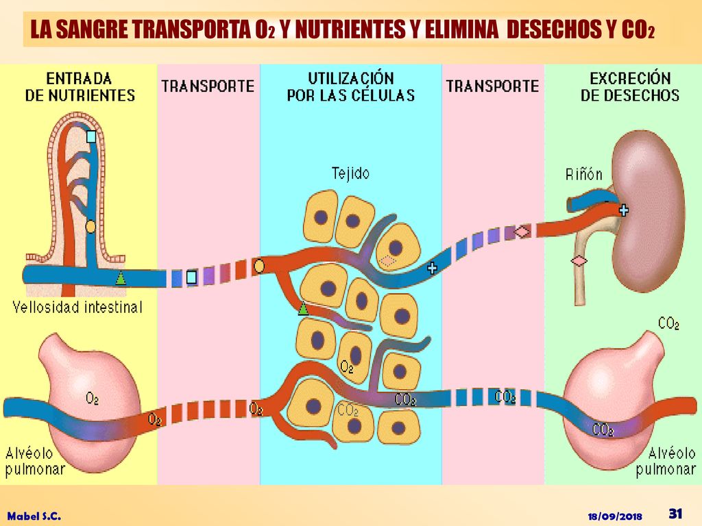 LA SANGRE TRANSPORTA O2 Y NUTRIENTES Y ELIMINA DESECHOS Y CO2