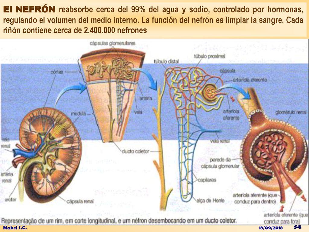 El NEFRÓN reabsorbe cerca del 99% del agua y sodio, controlado por hormonas, regulando el volumen del medio interno. La función del nefrón es limpiar la sangre. Cada riñón contiene cerca de nefrones