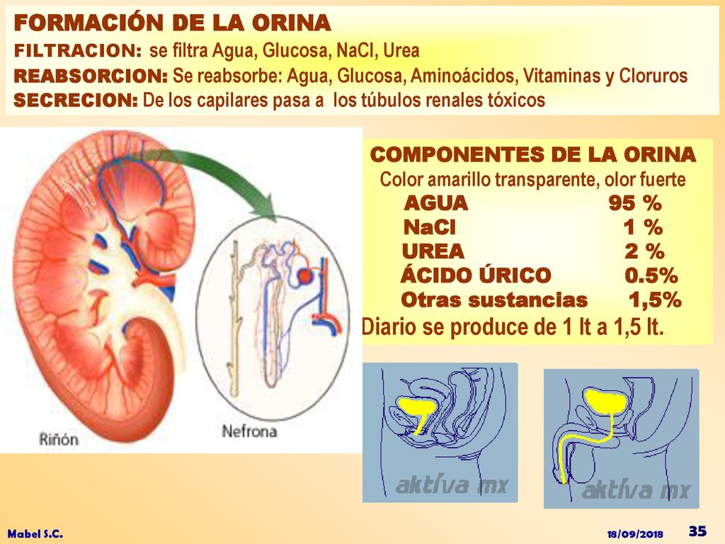 COMPONENTES DE LA ORINA Color amarillo transparente, olor fuerte