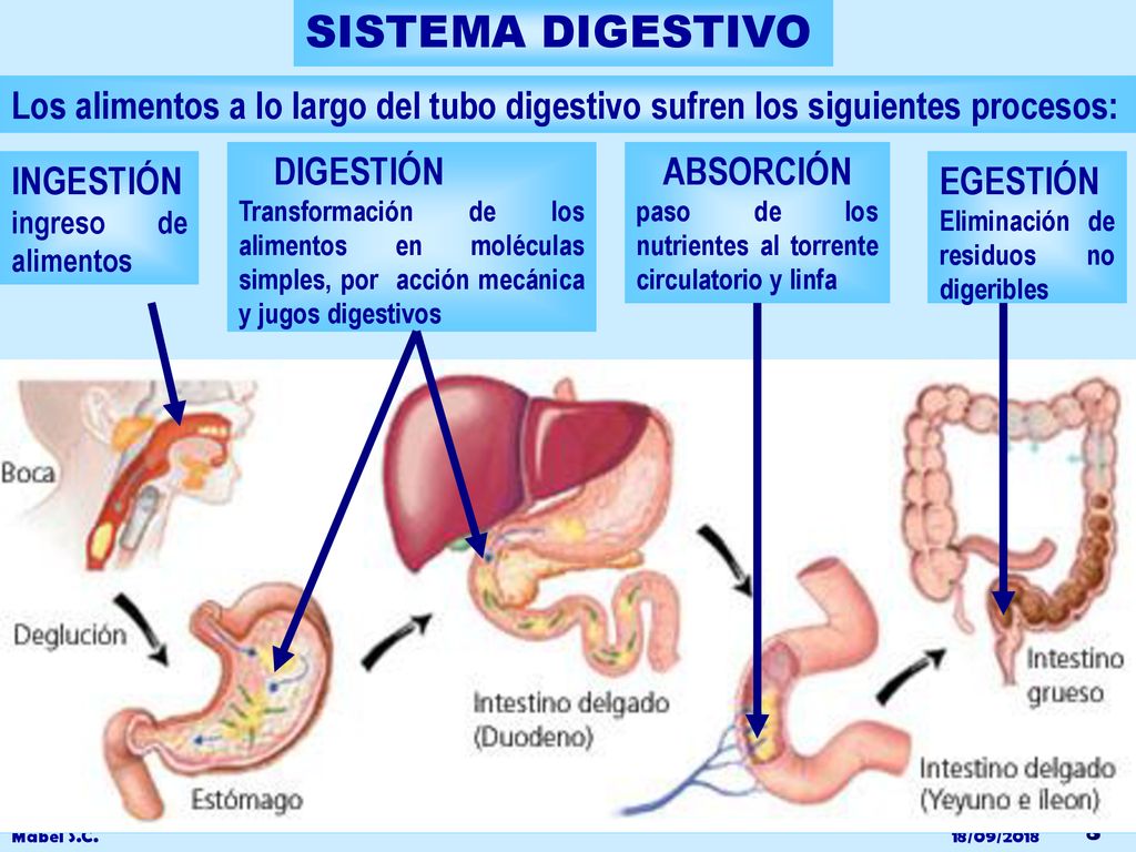 SISTEMA DIGESTIVO Los alimentos a lo largo del tubo digestivo sufren los siguientes procesos: