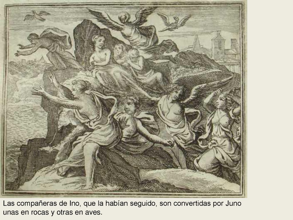 Las compañeras de Ino, que la habían seguido, son convertidas por Juno unas en rocas y otras en aves.