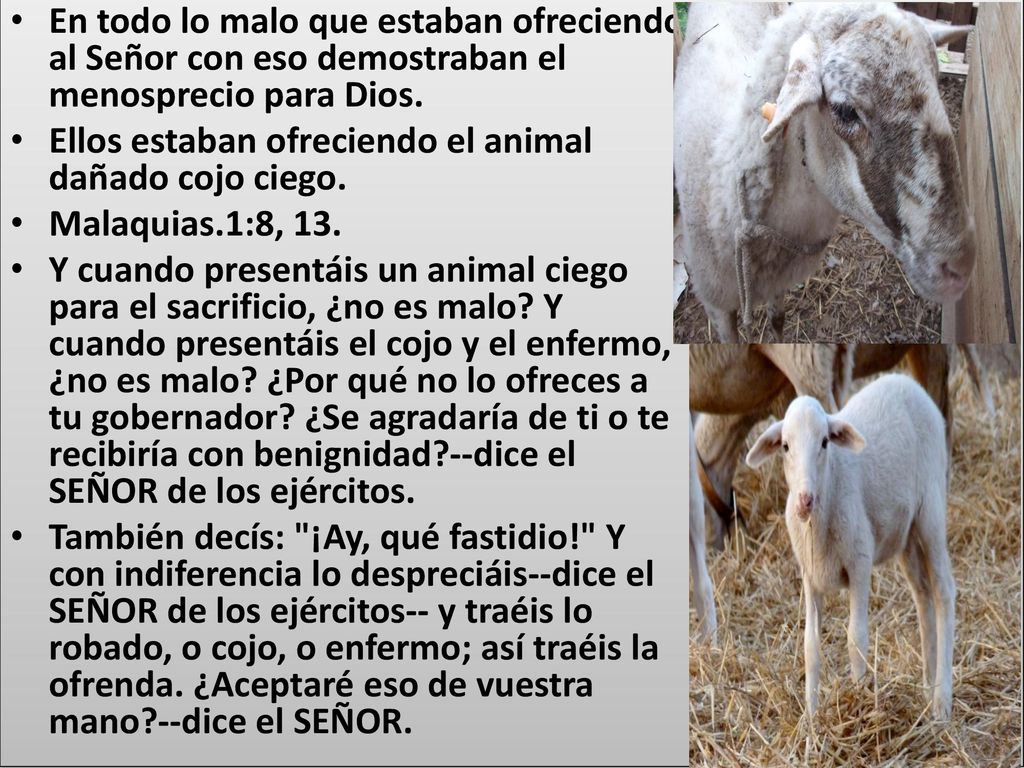 En todo lo malo que estaban ofreciendo al Señor con eso demostraban el menosprecio para Dios.