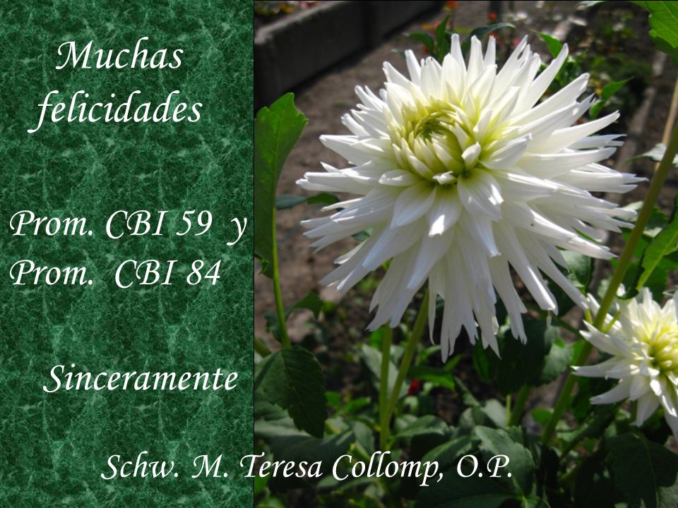 Muchas felicidades Prom. CBI 59 y Prom. CBI 84 Sinceramente