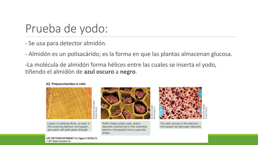 Prueba de yodo: - Se usa para detector almidón.