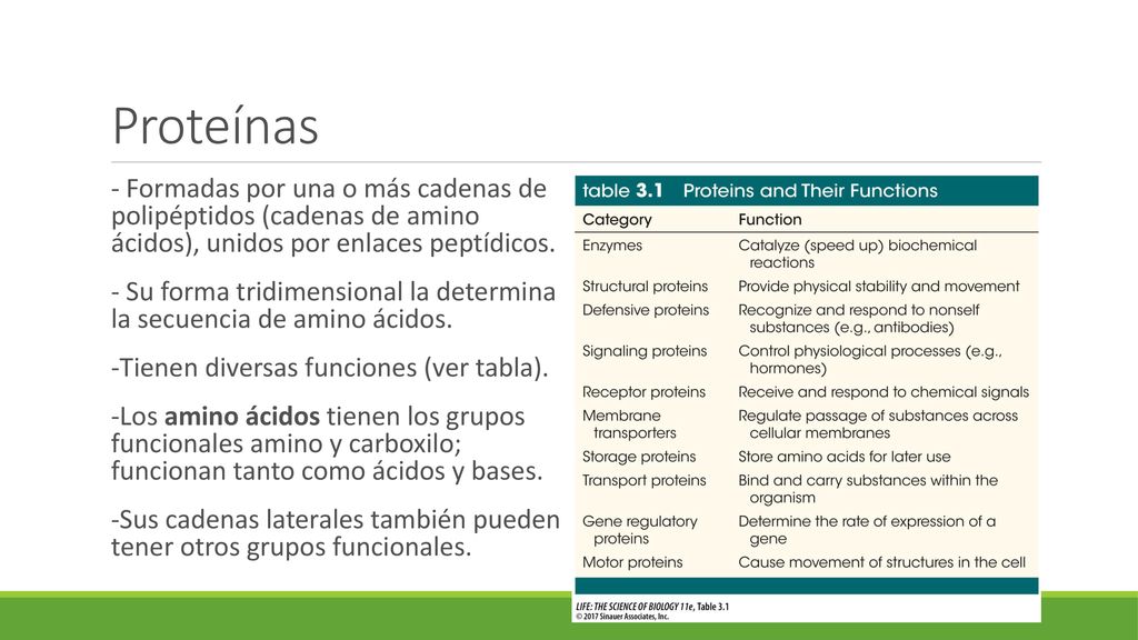 Proteínas - Formadas por una o más cadenas de polipéptidos (cadenas de amino ácidos), unidos por enlaces peptídicos.