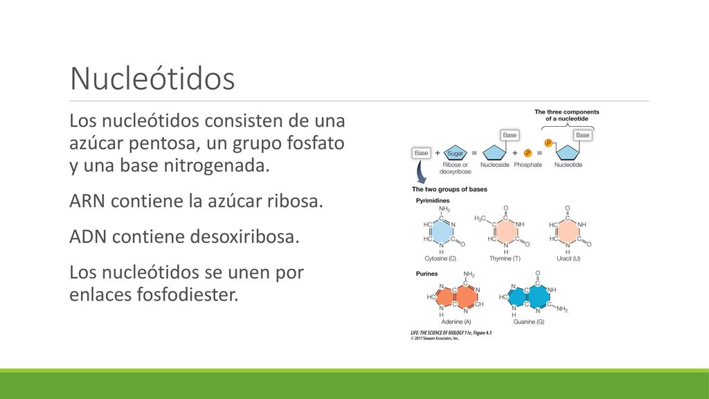 Nucleótidos Los nucleótidos consisten de una azúcar pentosa, un grupo fosfato y una base nitrogenada.