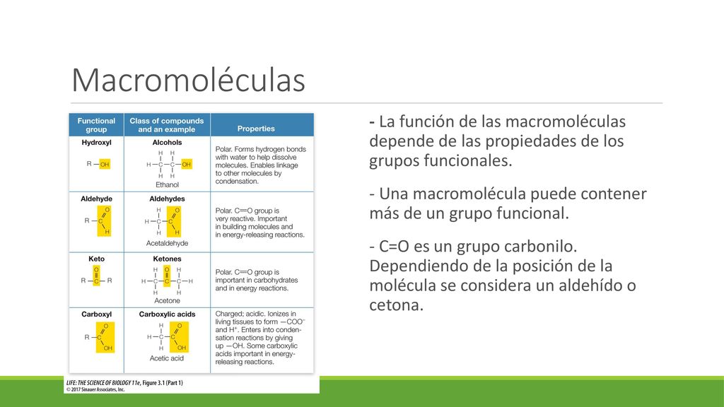 Macromoléculas - La función de las macromoléculas depende de las propiedades de los grupos funcionales.