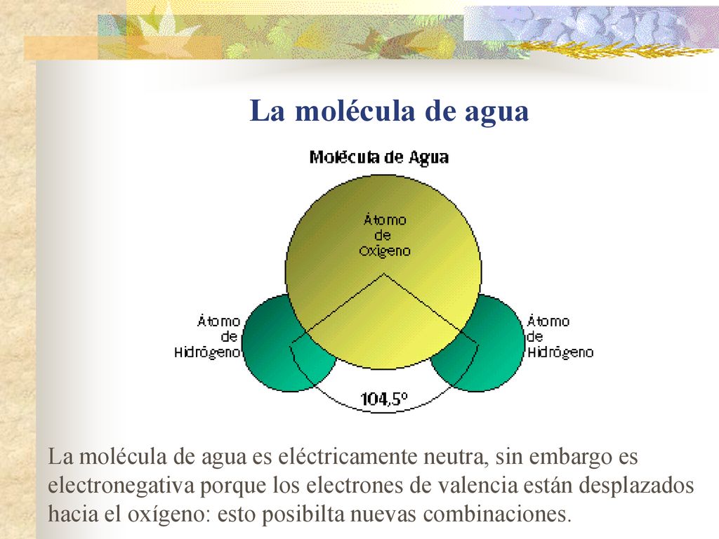 La molécula de agua La molécula de agua es eléctricamente neutra, sin embargo es.