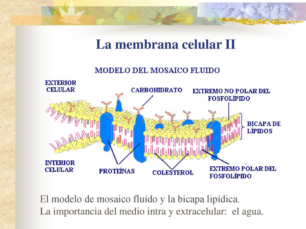 La membrana celular II El modelo de mosaico fluído y la bicapa lipídica.