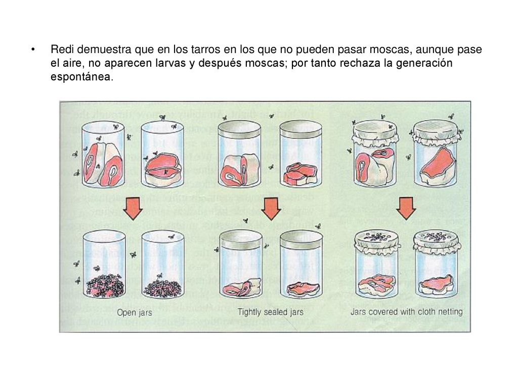 Redi demuestra que en los tarros en los que no pueden pasar moscas, aunque pase el aire, no aparecen larvas y después moscas; por tanto rechaza la generación espontánea.