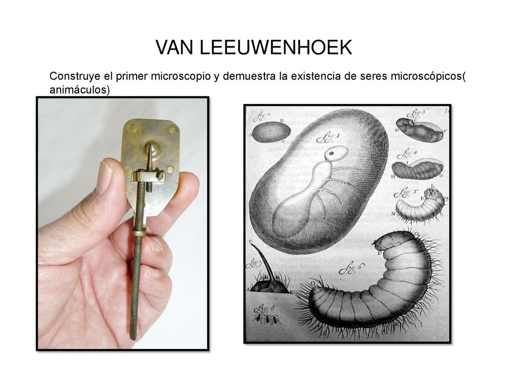 VAN LEEUWENHOEK Construye el primer microscopio y demuestra la existencia de seres microscópicos( animáculos)