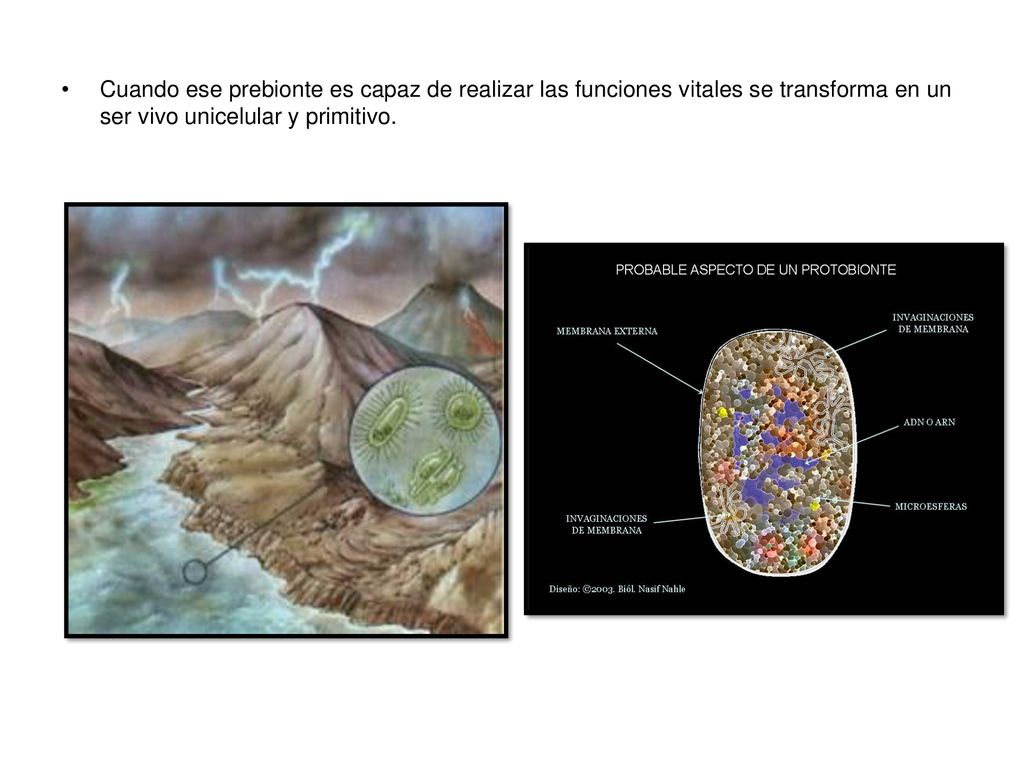 Cuando ese prebionte es capaz de realizar las funciones vitales se transforma en un ser vivo unicelular y primitivo.