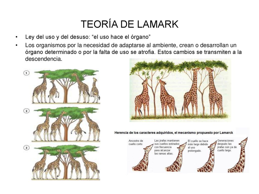 TEORÍA DE LAMARK Ley del uso y del desuso: el uso hace el órgano