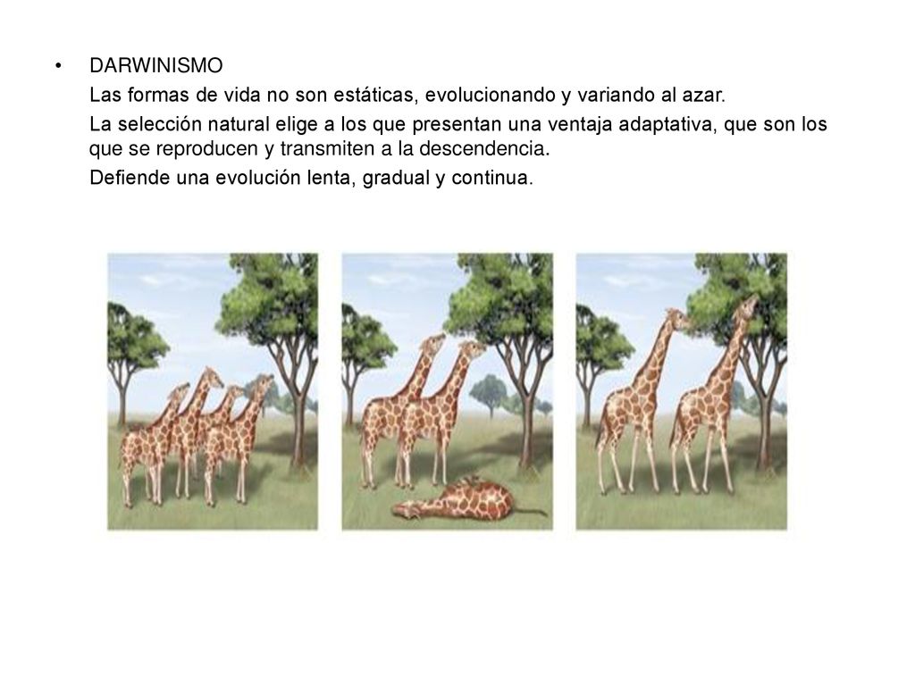 DARWINISMO Las formas de vida no son estáticas, evolucionando y variando al azar.