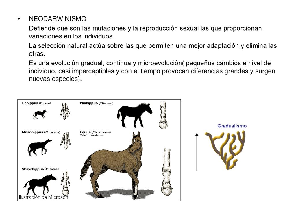 NEODARWINISMO Defiende que son las mutaciones y la reproducción sexual las que proporcionan variaciones en los individuos.