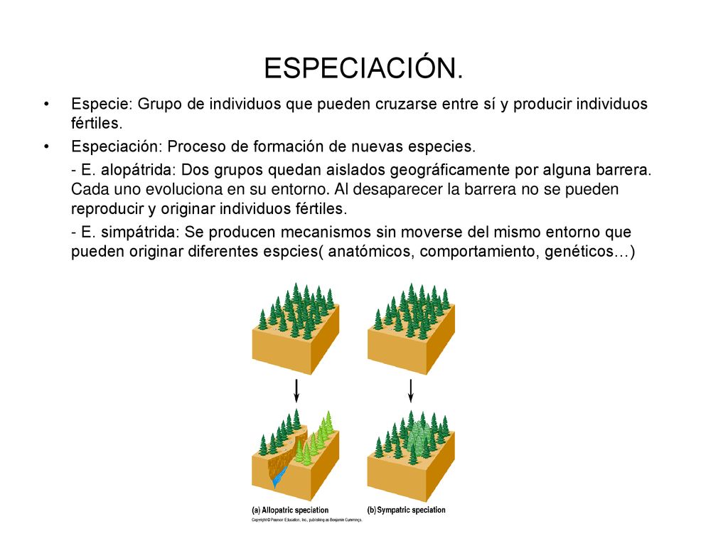 ESPECIACIÓN. Especie: Grupo de individuos que pueden cruzarse entre sí y producir individuos fértiles.