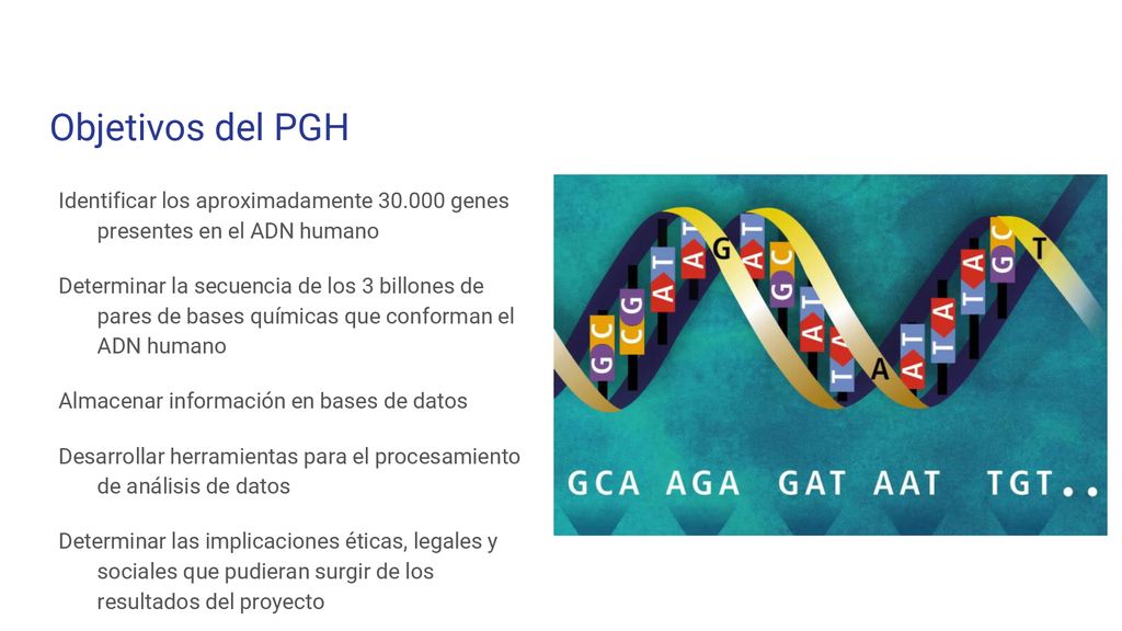 Objetivos del PGH Identificar los aproximadamente genes presentes en el ADN humano.