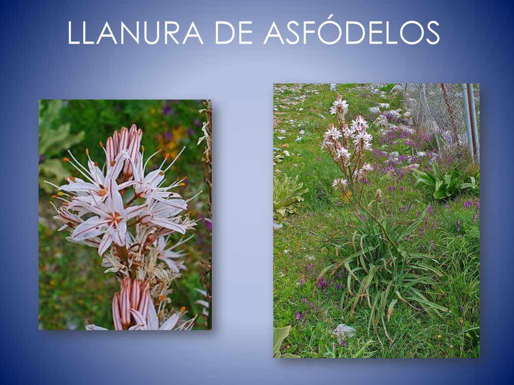LLANURA DE ASFÓDELOS flores relacionadas con los difuntos que se colocaban en las tumbas.