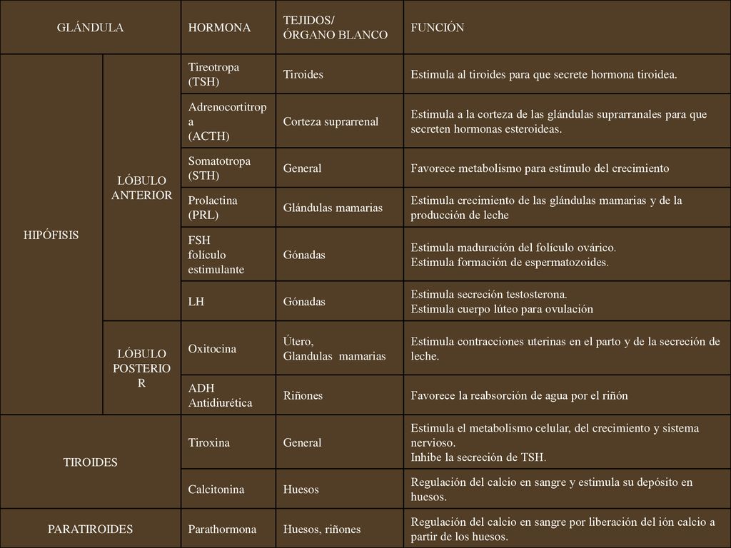 GLÁNDULA HORMONA. TEJIDOS/ ÓRGANO BLANCO. FUNCIÓN. HIPÓFISIS. LÓBULO ANTERIOR. Tireotropa (TSH)