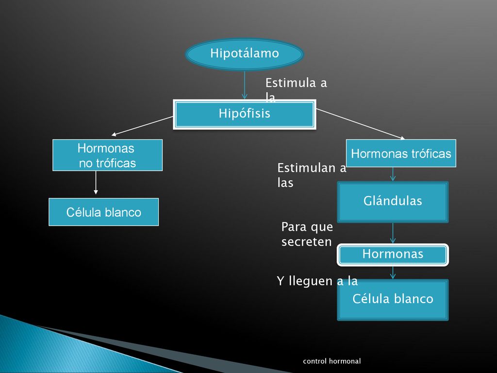 Hipotálamo Estimula a la Hipófisis Hormonas Hormonas tróficas