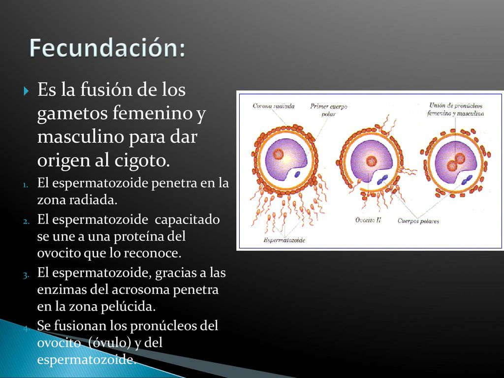 Fecundación: Es la fusión de los gametos femenino y masculino para dar origen al cigoto. El espermatozoide penetra en la zona radiada.