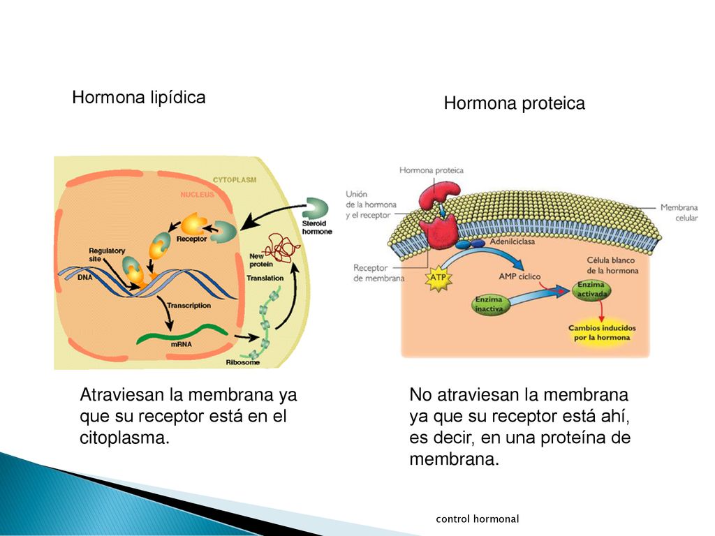 Atraviesan la membrana ya que su receptor está en el citoplasma.