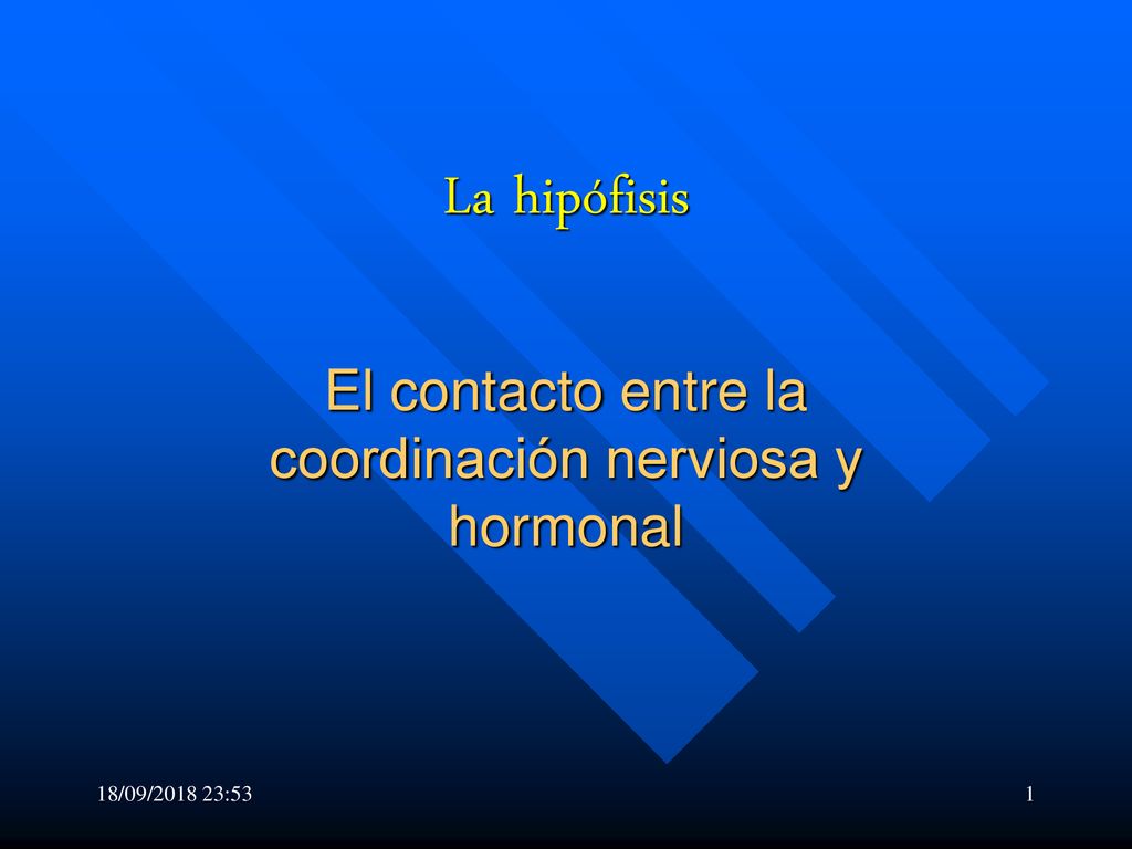 El contacto entre la coordinación nerviosa y hormonal