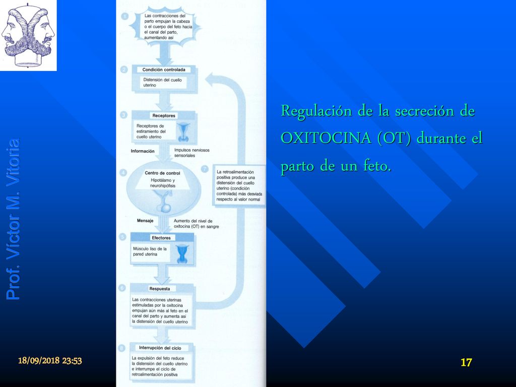Regulación de la secreción de OXITOCINA (OT) durante el parto de un feto.