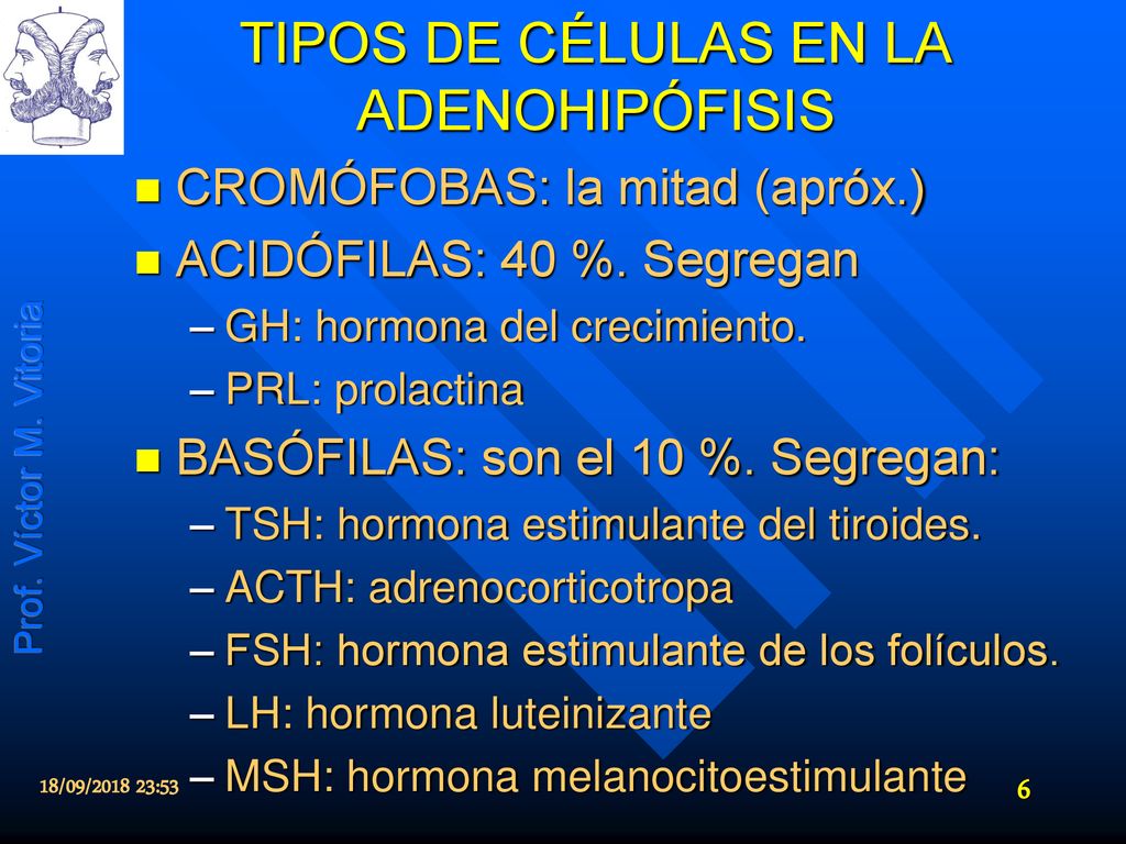 TIPOS DE CÉLULAS EN LA ADENOHIPÓFISIS