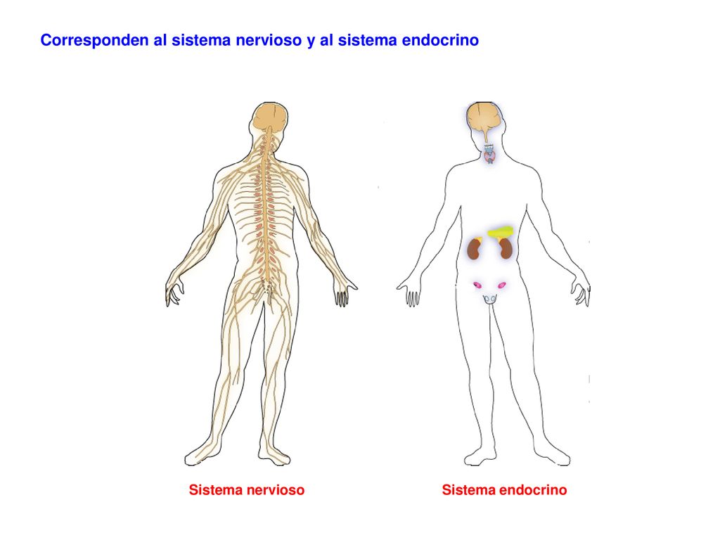 Corresponden al sistema nervioso y al sistema endocrino