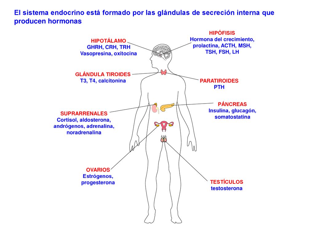 El sistema endocrino está formado por las glándulas de secreción interna que producen hormonas