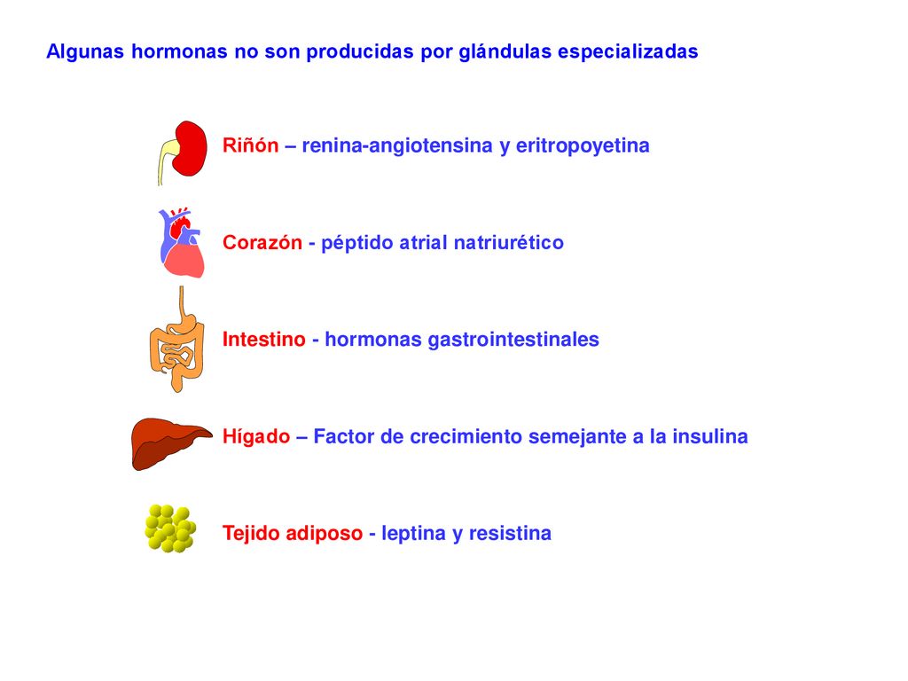 Algunas hormonas no son producidas por glándulas especializadas
