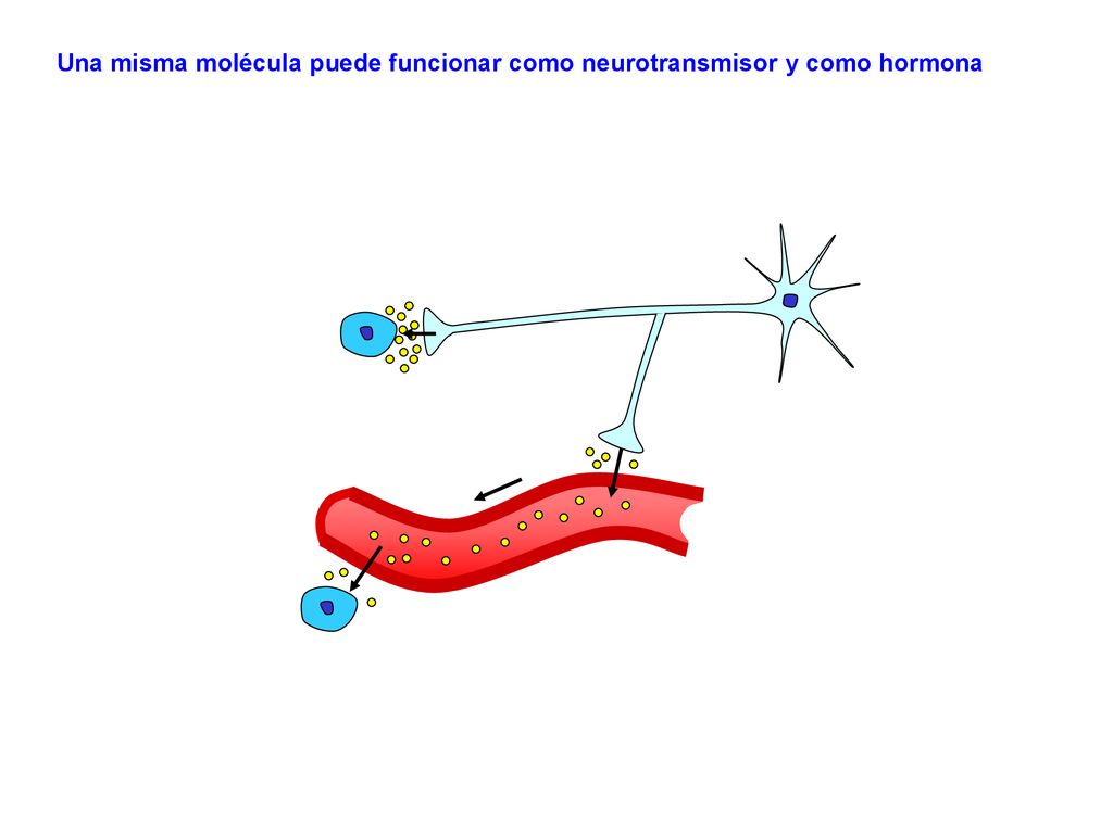 Una misma molécula puede funcionar como neurotransmisor y como hormona